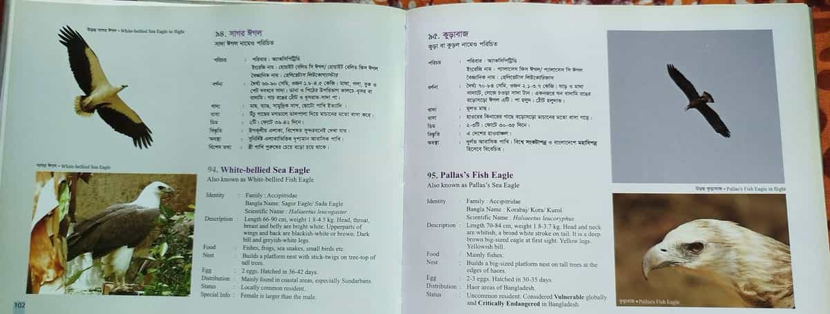বাংলাদেশের পাখি 5