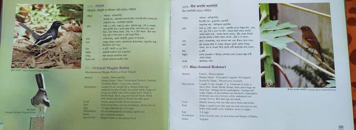 বাংলাদেশের পাখি 6