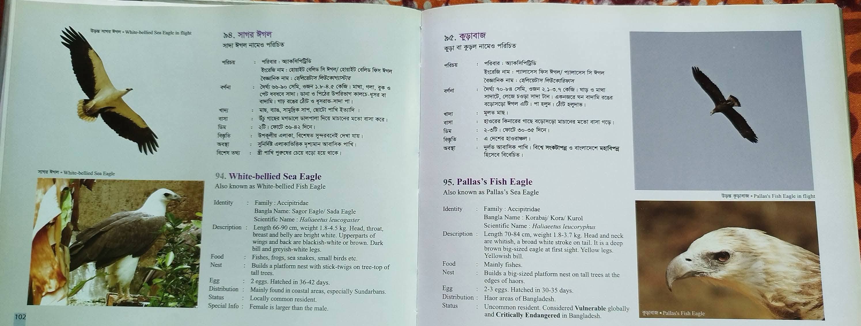 বাংলাদেশের পাখি 5